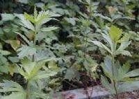 江油有那些特产？