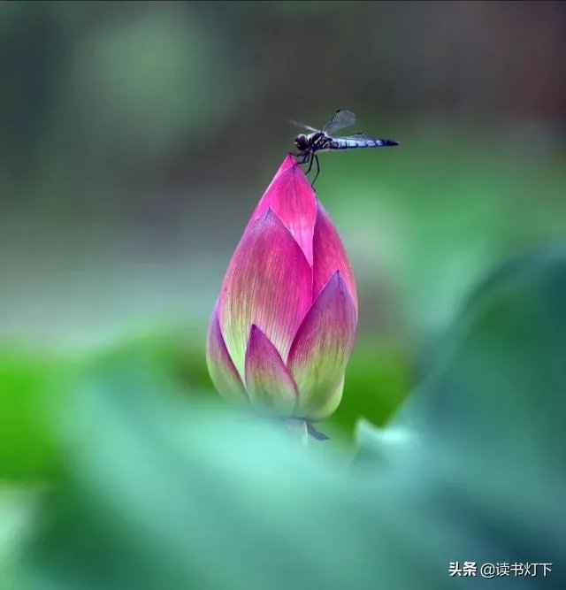 古诗《小池》里晴柔是什么意思?