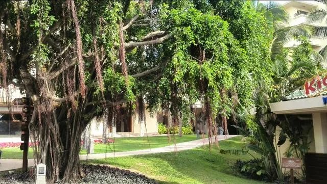 三亚湾和亚龙湾，哪个更好一些？