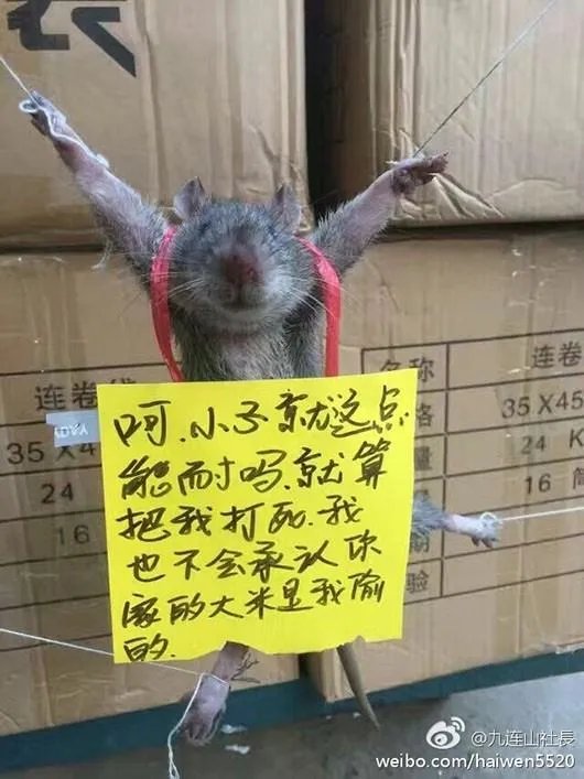老鼠被五花大绑是怎么回事？
