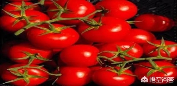 番茄的种植方法？