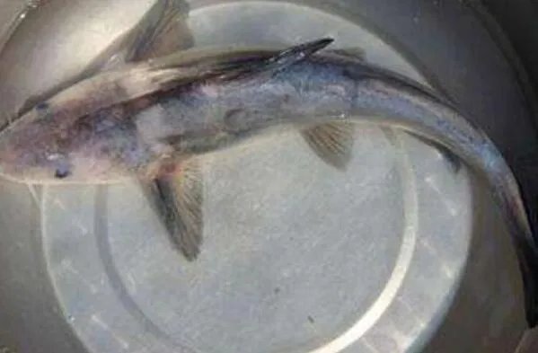 世界上最贵的十种鱼 波纹唇鱼上榜，第七被誉为“冰海之皇”