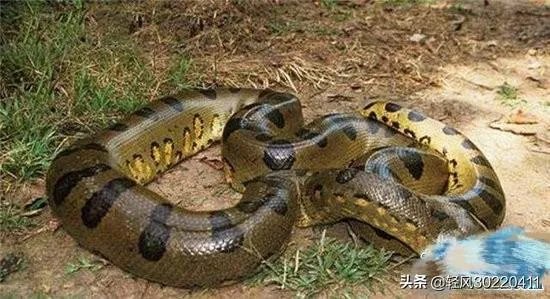 常见的十大无毒的蛇分别有哪些？