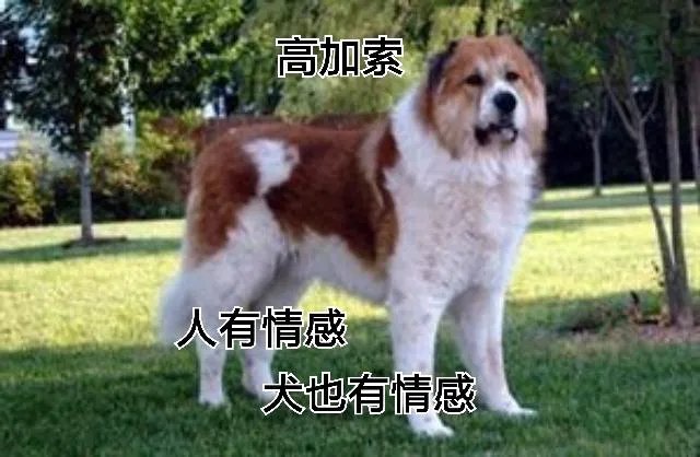 世界被禁养的十大猛犬，藏獒又能排的上第几呢？
