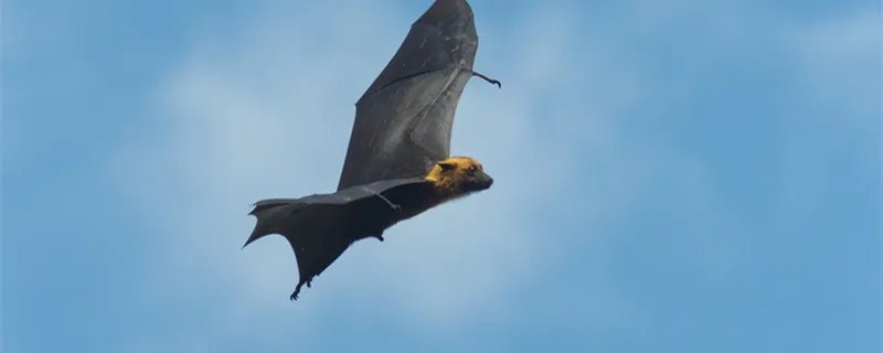 蝙蝠属于鸟类吗 蝙蝠是鸟类吗