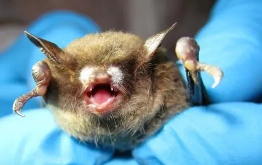 美国政府为什么要下令禁止研究蝙蝠？这是担心阴谋要暴露了吗？
