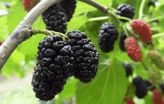 桑葚是啥?有图片吗