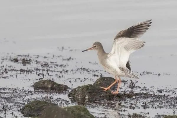 针对学生质疑鹬蚌相争的问题你怎么看？