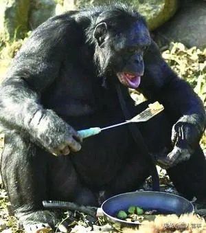 针对近期一动物园猴子用石头砸玻璃，“人和动物的区别是：人会使用工具，动物不会”真的对吗？