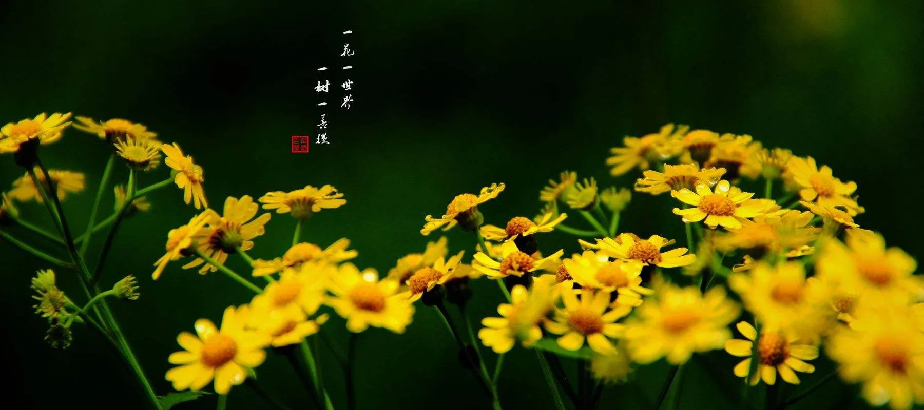 一花一世界，一树一菩提 是什么意思