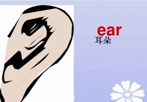 ear怎么读
