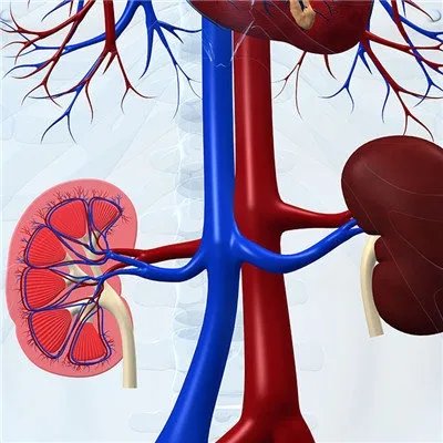 急性肾病综合症的症状