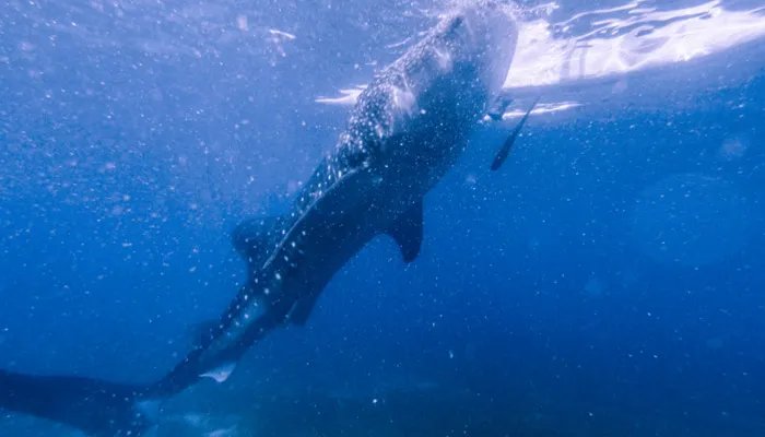 海洋生物有哪些