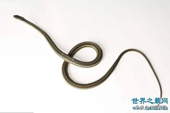 常见的十大无毒的蛇分别有哪些？