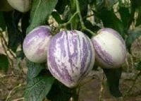 江油有那些特产？