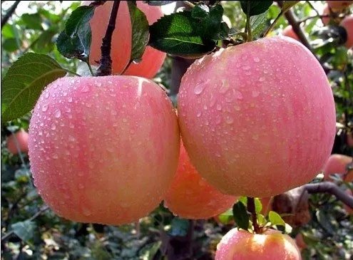 沈阳正宗土特产有哪些_可以带回家的正宗土特产推荐