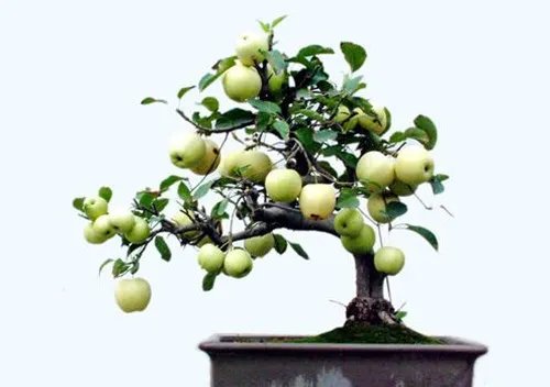果树盆景有哪些特点  盆栽果树有哪些