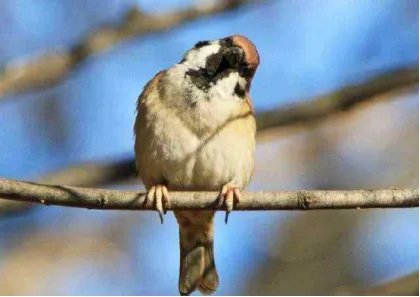 麻雀肉都有哪些功效/作用？