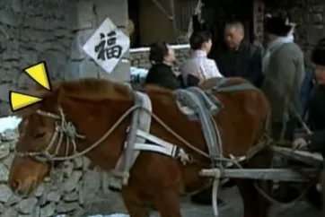 孙俪拍戏救下一头老驴，你如何看待孙俪这一行为？