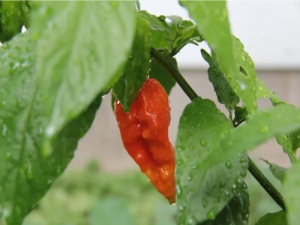 世界上最辣的辣椒