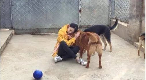 为什么张馨予训狗惨被咬到了？