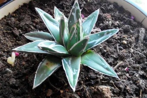 花盆里有小飞虫怎么办？