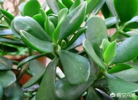 玉树的养殖方法和注意事项？