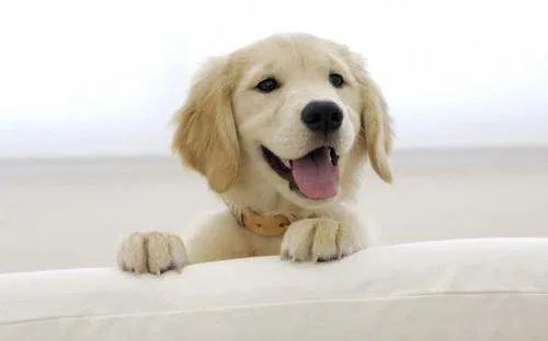 金毛犬狂走100公里回家，人和狗的情谊究竟可以有多深厚？