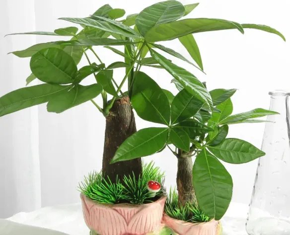 发财树怎么修剪