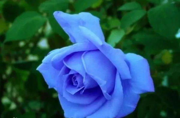 蓝色妖姬的花语是什么意思？