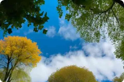 胡笳十八拍是谁的作品？