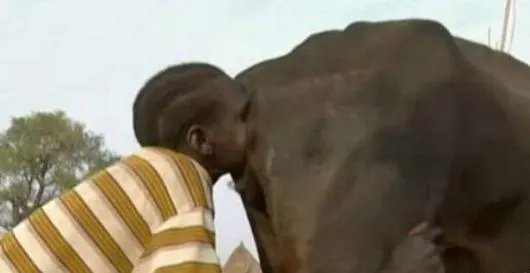 男子对牛屁股吹气 下秒奇迹发生了（图）