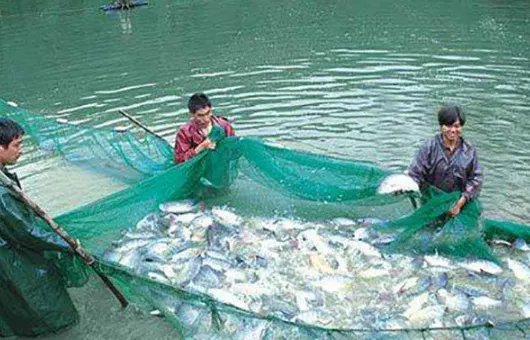 池塘养鱼技巧？