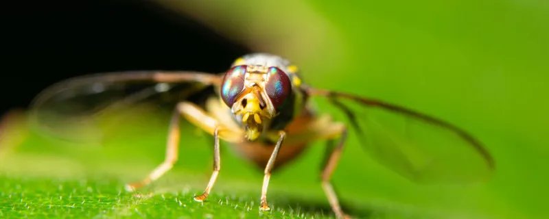 果蝇的危害 果蝇的危害有什么