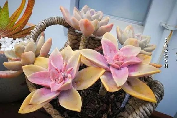 肉肉片段特别撩是什意思 找一个小说去看看