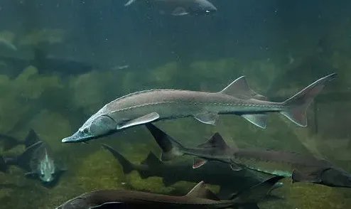 千万斤鲟鱼从甘肃流入四川，给养殖户造成了多大损失？