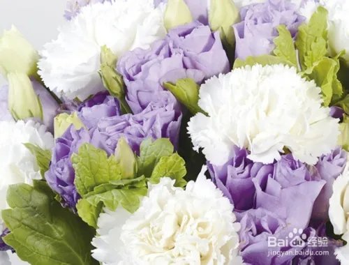 康乃馨多少钱一朵