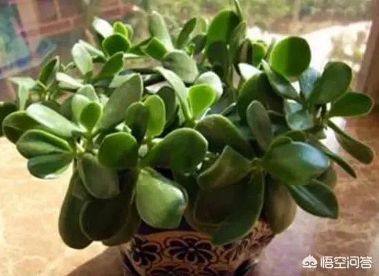 玉树的养殖方法和注意事项？