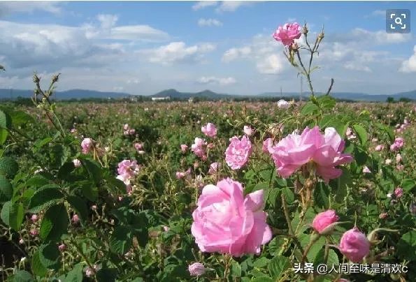 看庭前花开花落，荣辱不惊，望天上云卷云舒，去留无意!是什么意思啊？
