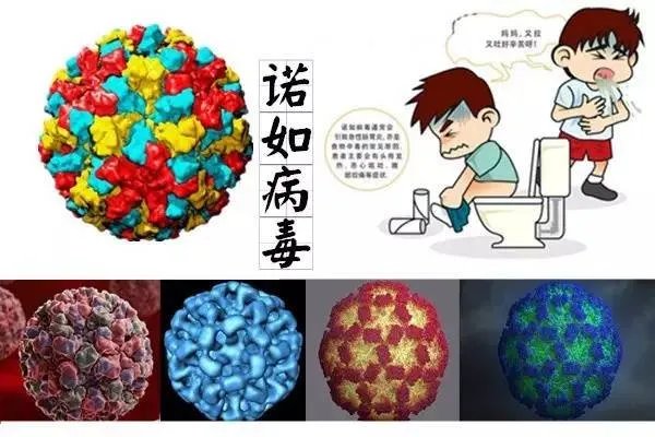 关于哈尔滨16名学生感染诺如病毒一事，你有何看法？