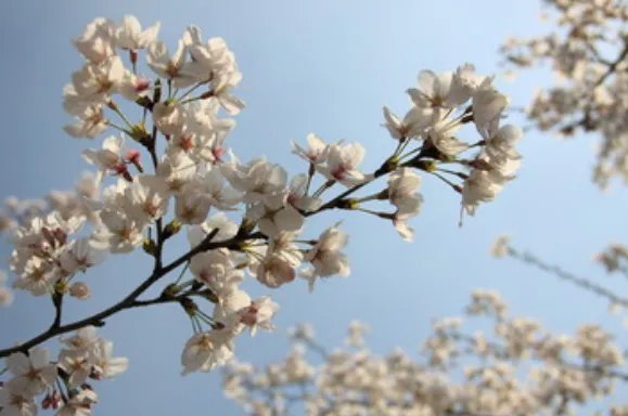 2019北京玉渊潭樱花节时间 2019玉渊潭樱花节门票价格