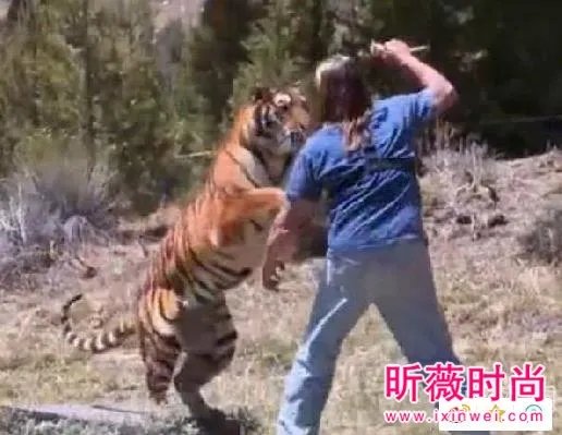 男子作死挑逗老虎:下一秒悲剧（组图）