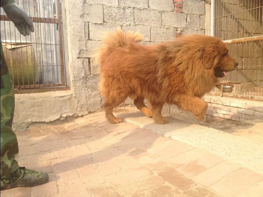 小藏獒多少钱一只