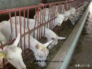 青岛特产礼品有哪些呢?