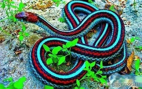 常见的十大无毒的蛇分别有哪些？
