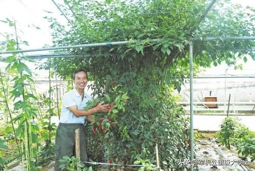 辣椒树能活几年?