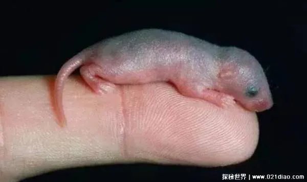 三吱儿里面的老鼠是下水道老鼠吗?