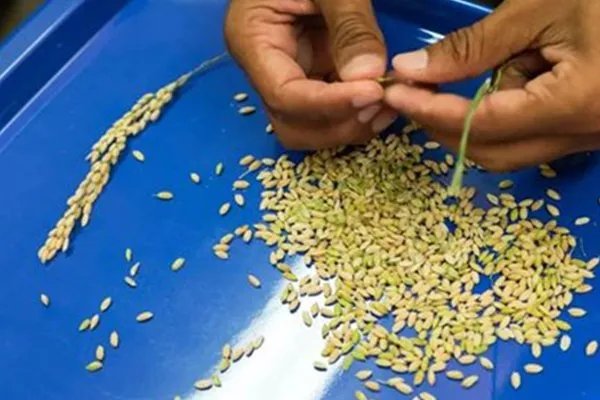 袁隆平团队沙漠海水稻再丰收，这对我们国家有何意义？