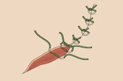 11种缝合方法示意图