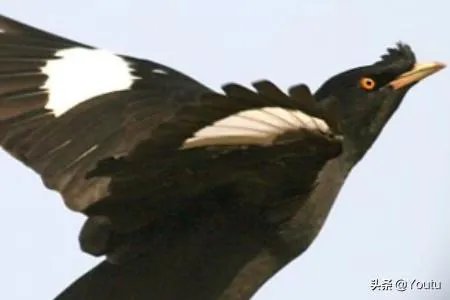 教八哥说话的一些技巧？